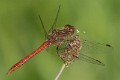 Sympetrum vulgatum male-5